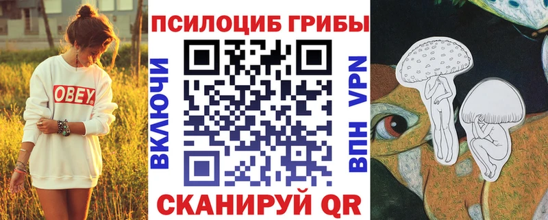 Купить где  Юрьевец  Галлюциногенные грибы Psilocybe 