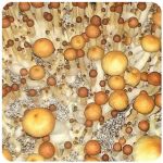 Псилоцибиновые (галлюциногенные)  грибы Psilocybin "Golden Teacher" в Юрьевце