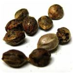 Семена марихуаны АК-47  (Seeds AK-47) в Юрьевце